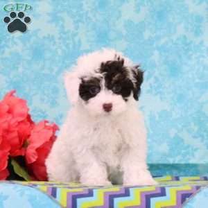 Snickers, Toy Poodle Puppy